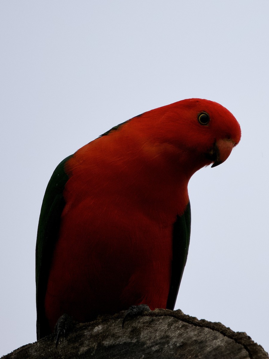 Australian King-Parrot - ML461587661