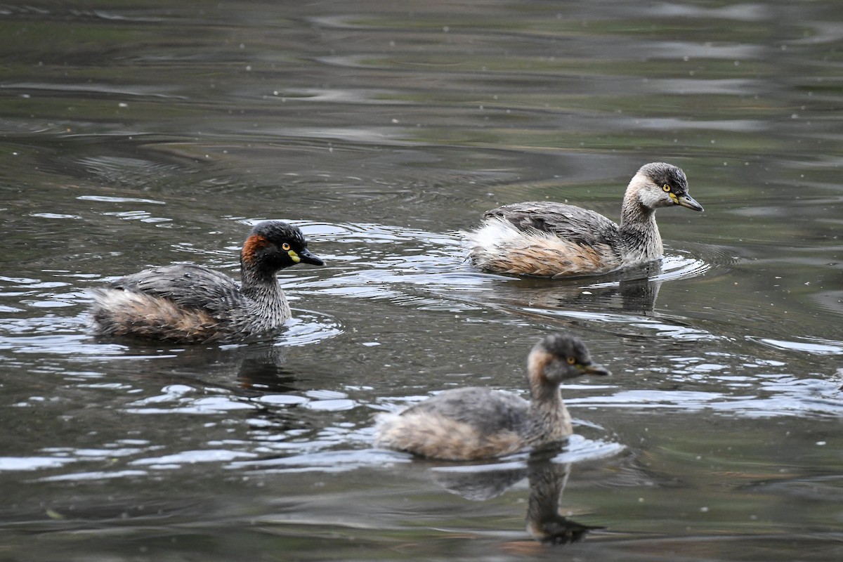 Australasian Grebe - Trevor Evans