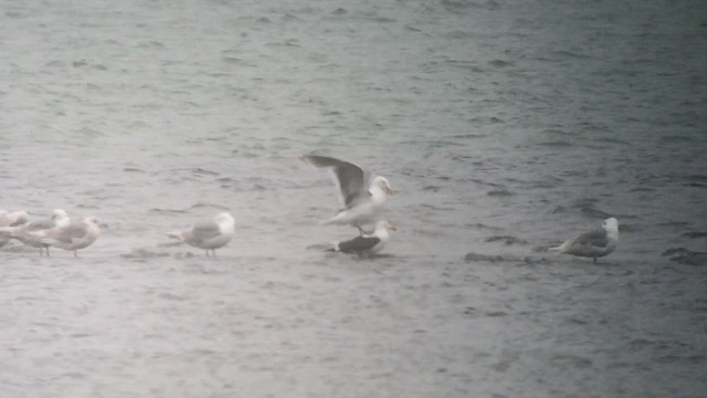 Slaty-backed Gull - ML461587891