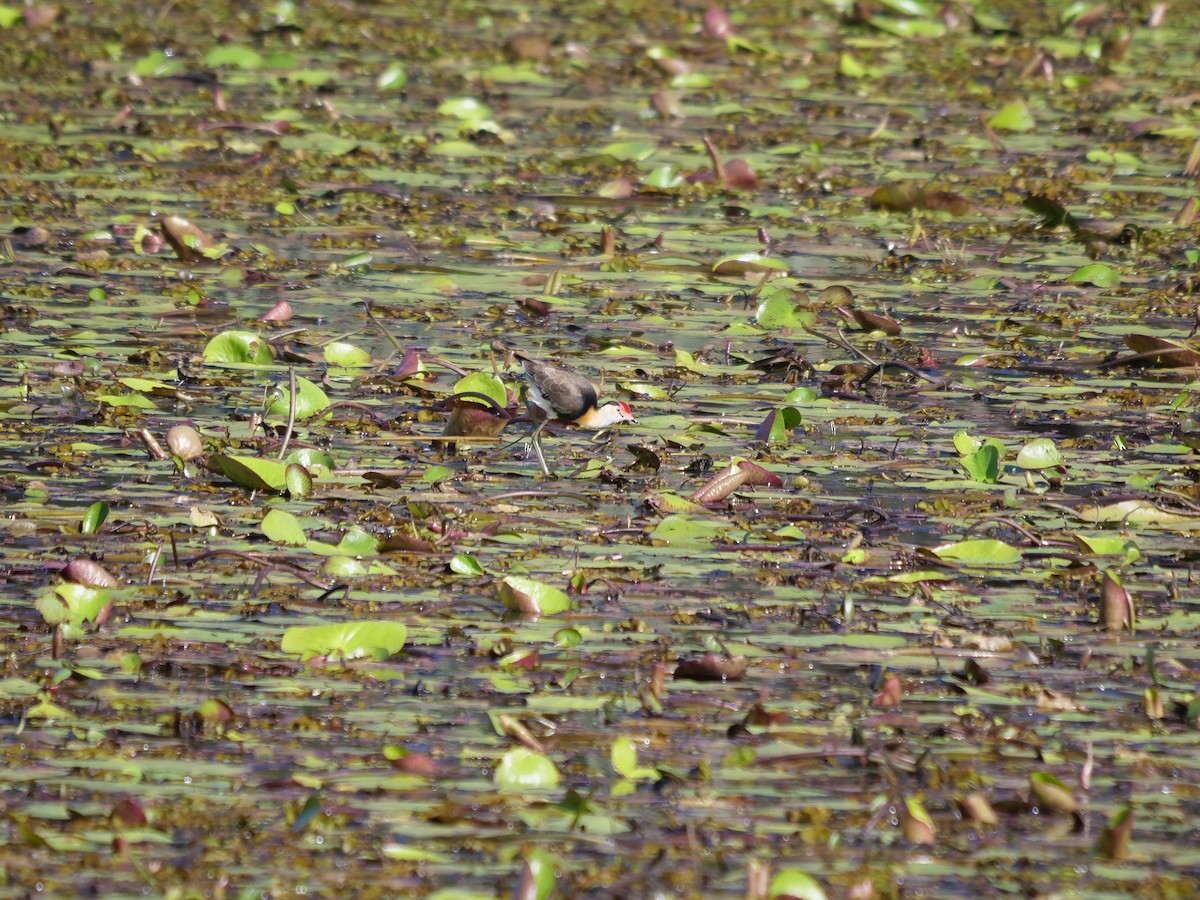 Comb-crested Jacana - ML461588231