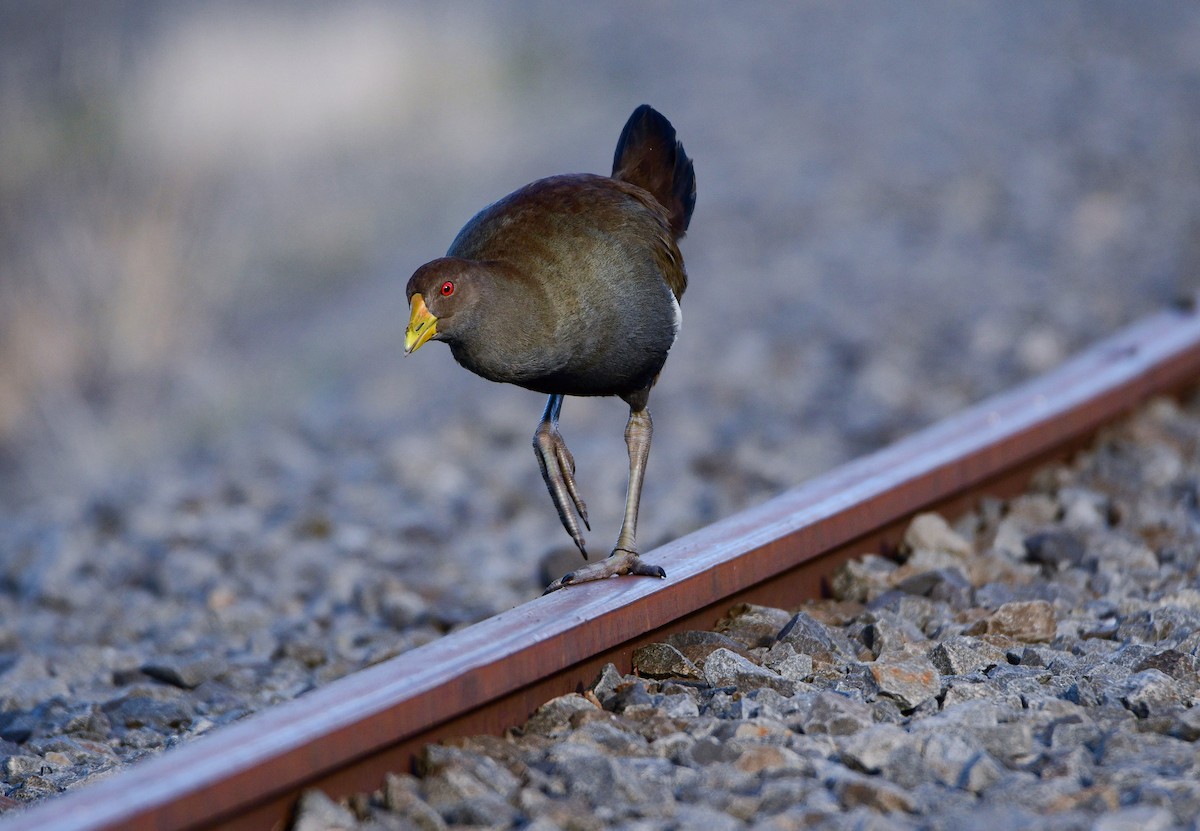 Tasmanian Nativehen - ML461588401