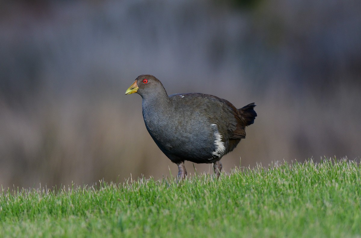 Tasmanian Nativehen - ML461588411