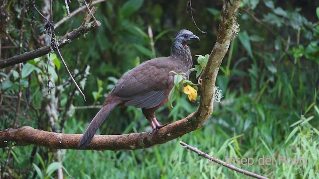 Andean Guan - ML461588971