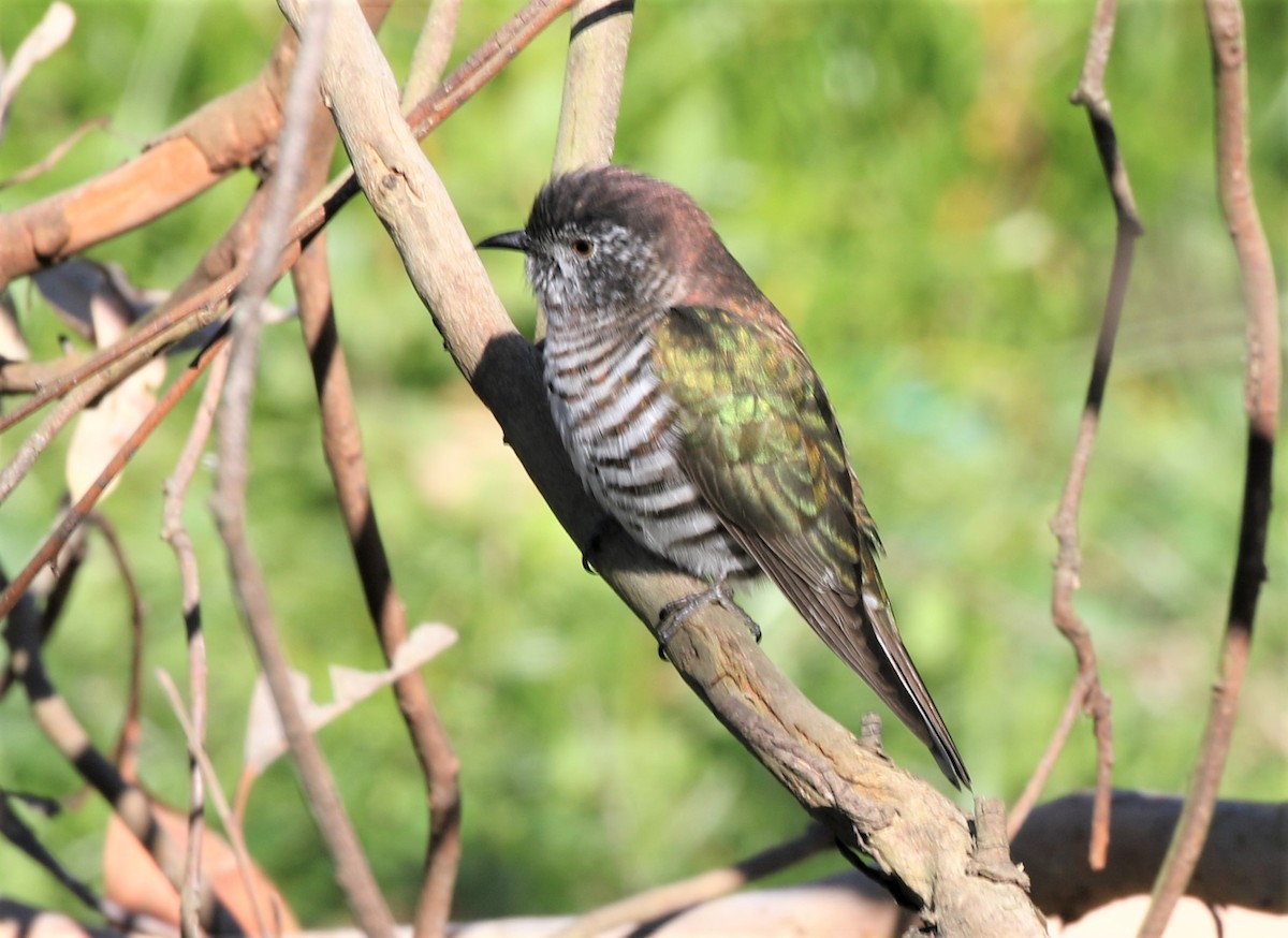 Shining Bronze-Cuckoo - ML461589141