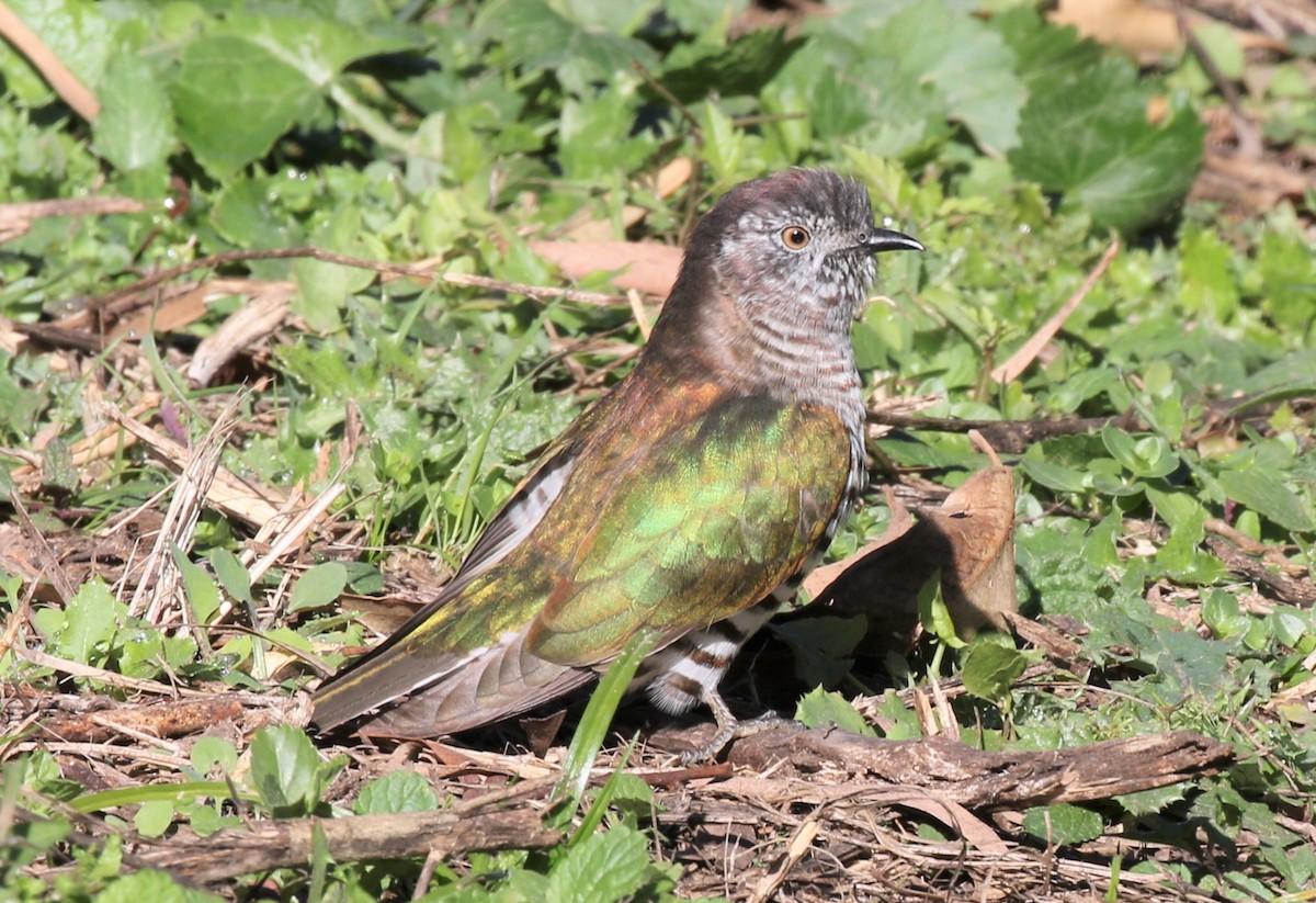 Shining Bronze-Cuckoo - ML461589151