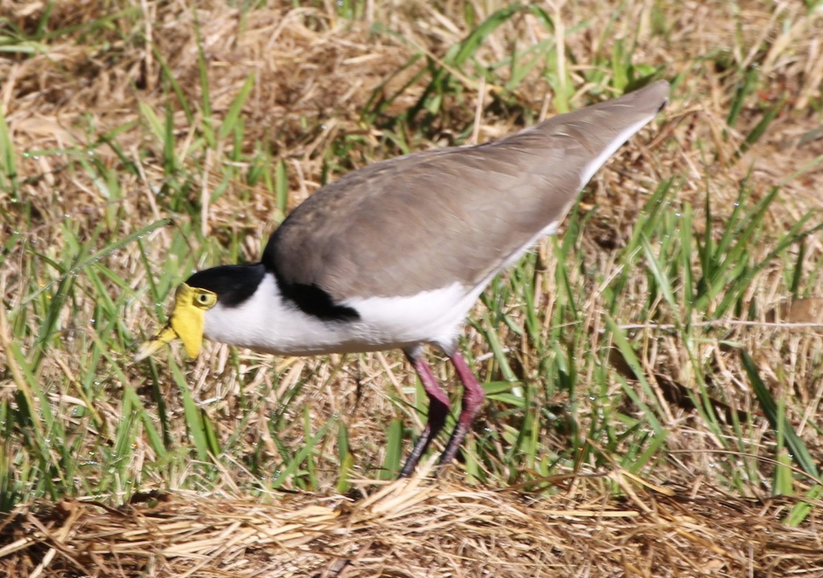 Masked Lapwing - ML461589251