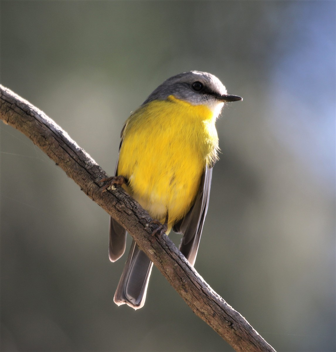 Eastern Yellow Robin - Bob Sinclair