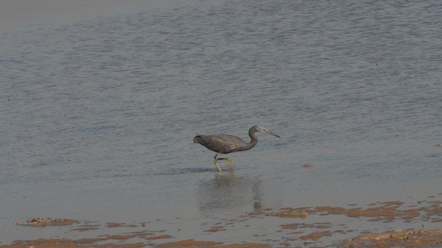 Pacific Reef-Heron - ML461589541