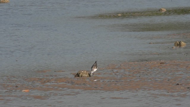 Common Greenshank - ML461589871