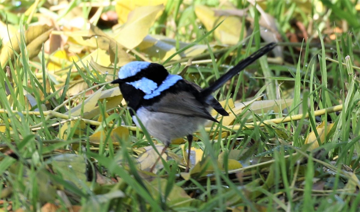 Superb Fairywren - ML461590531