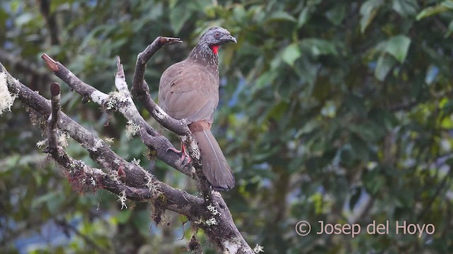 Andean Guan - ML461590861