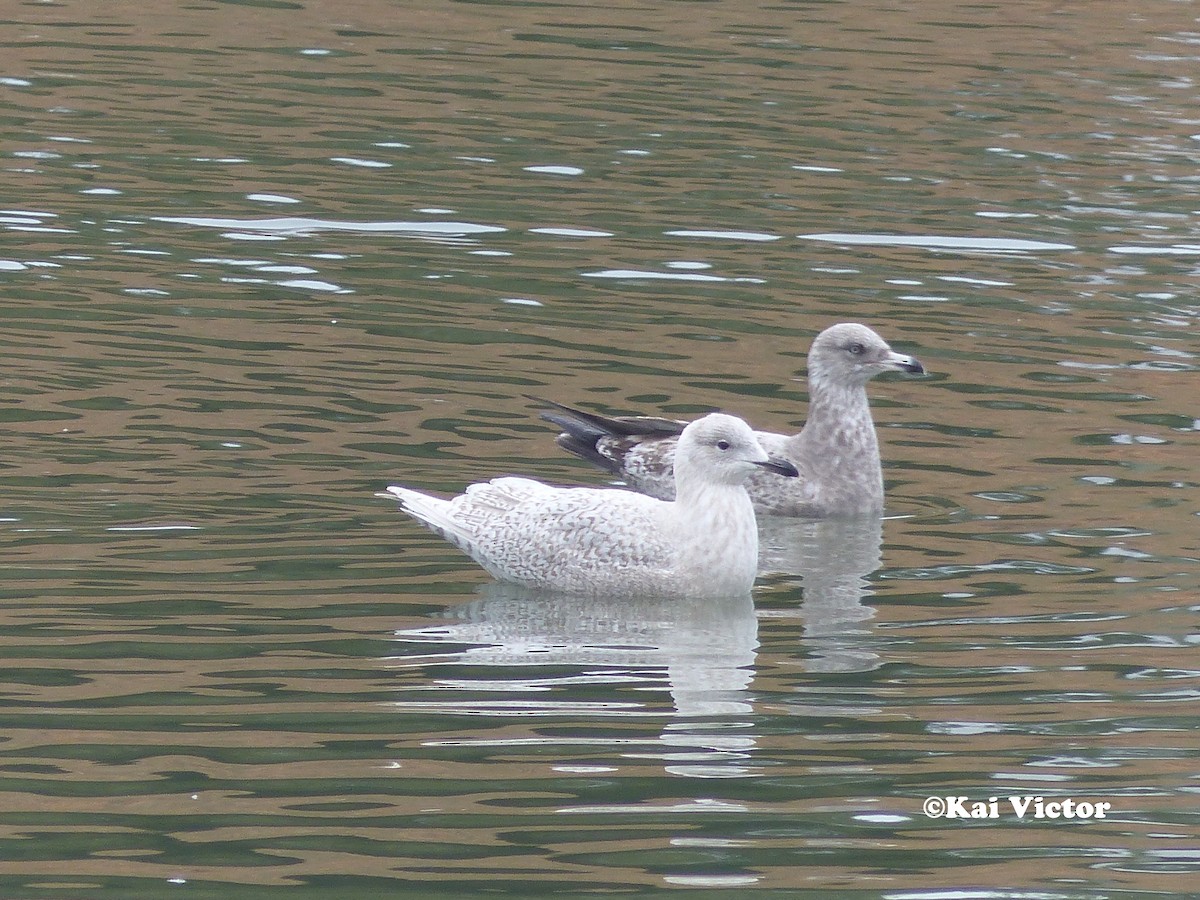 Iceland Gull (kumlieni/glaucoides) - ML46159151