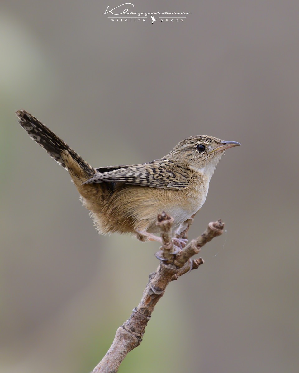 Grass Wren (Pampas) - ML461593531