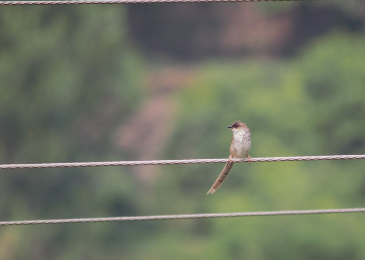 Prinia crinigère - ML461593591