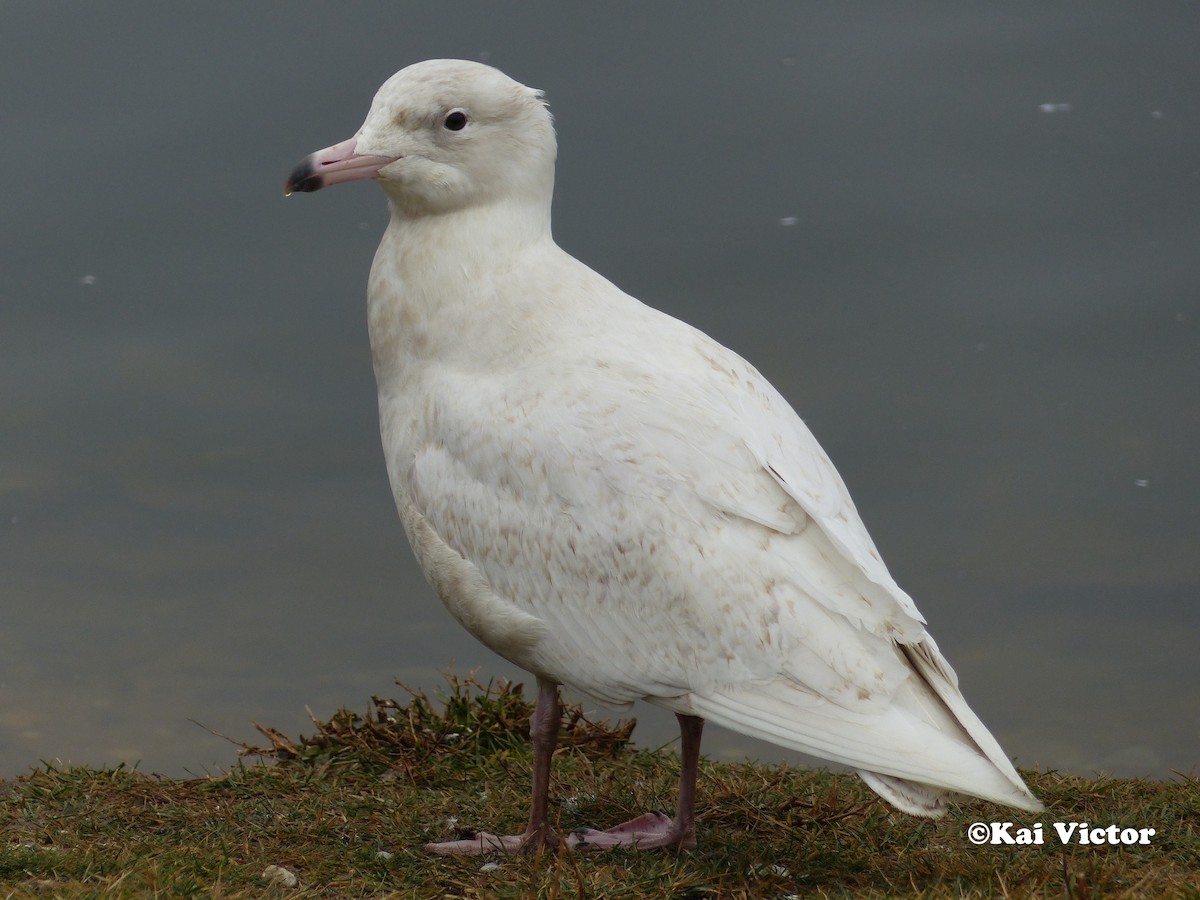 Glaucous Gull - ML46159401