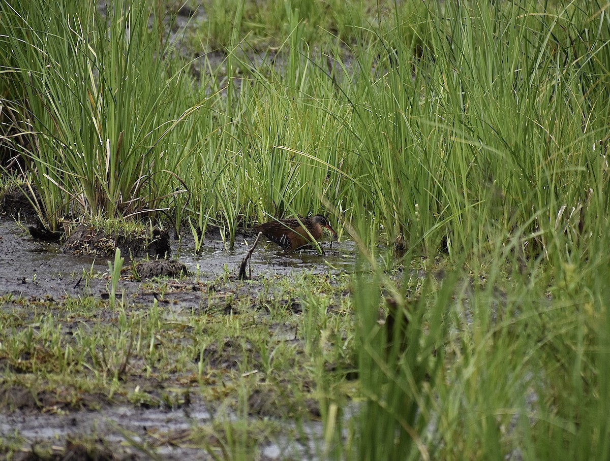 Virginia Rail - ML461595181