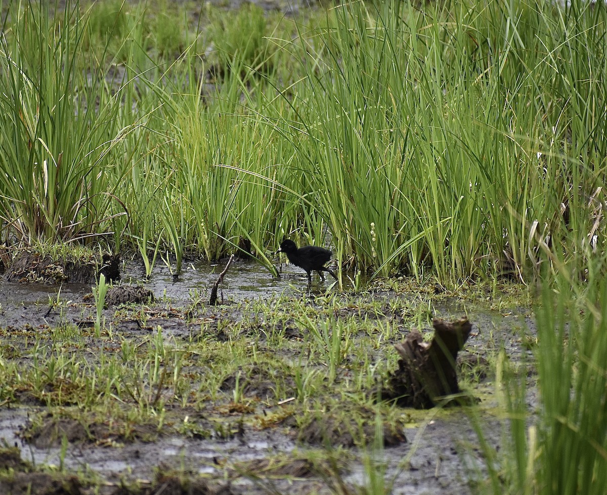 Virginia Rail - ML461595201