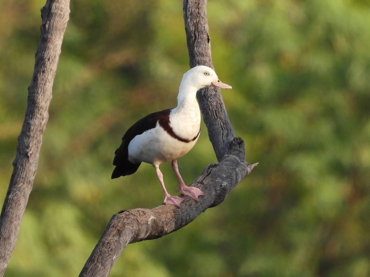 Radjah Shelduck - ML461595251