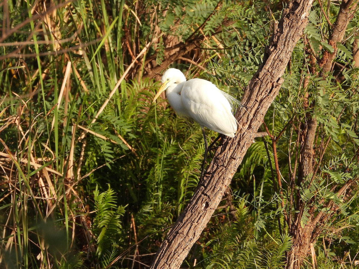 Plumed Egret - Anita Hume