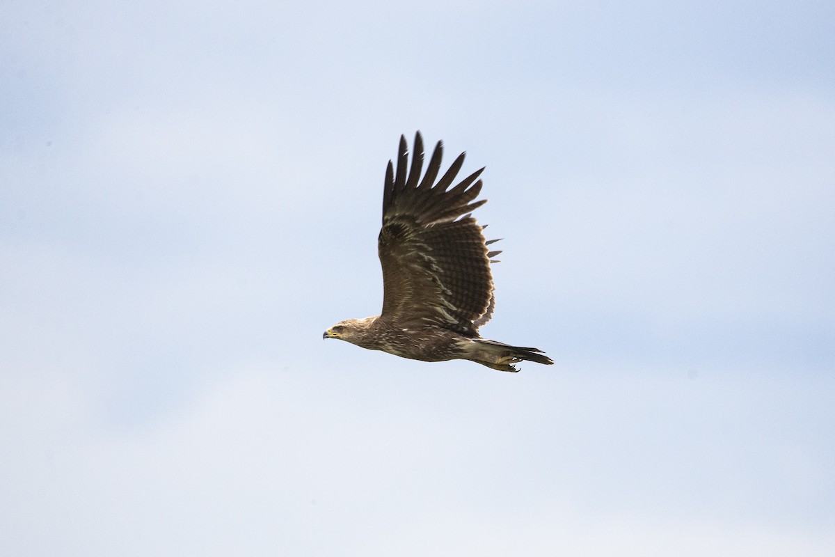 Lesser Spotted Eagle - ML461595291