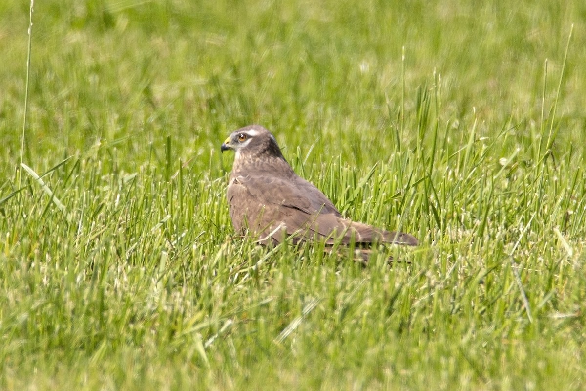 Pallid Harrier - ML461595431