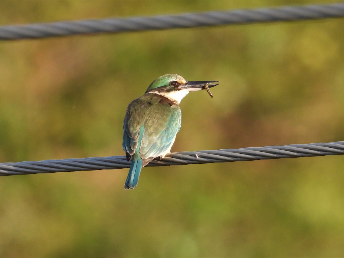 Sacred Kingfisher - ML461595441