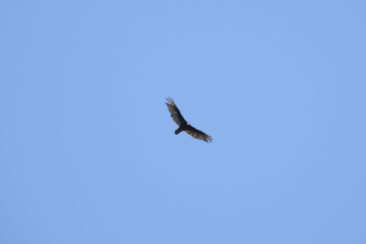 Turkey Vulture - ML461595551