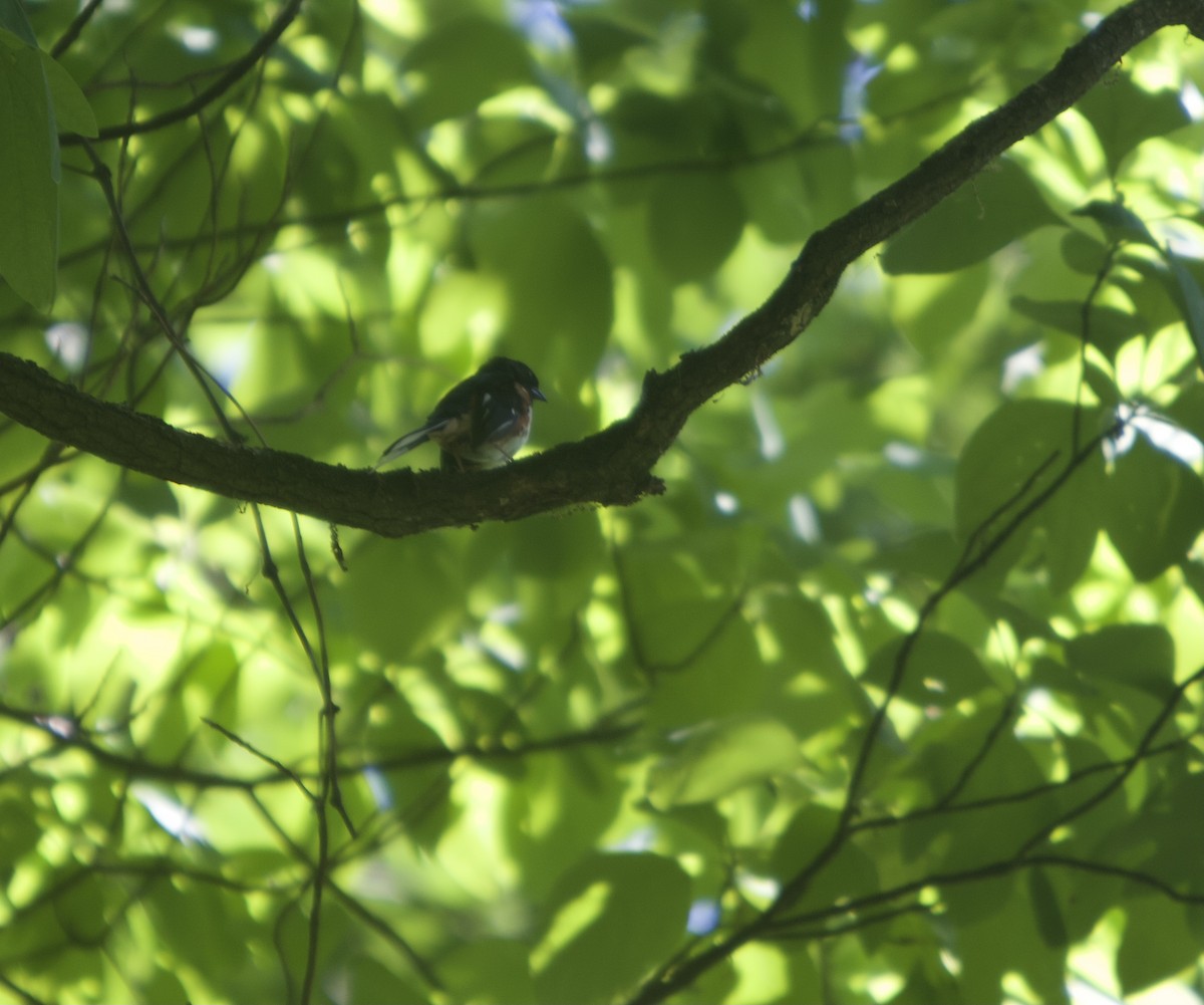 Eastern Towhee - ML461596131