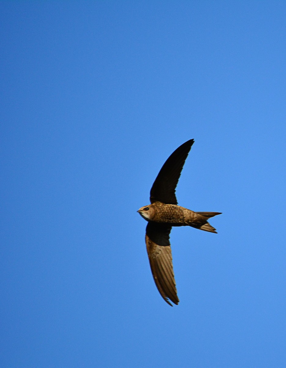 Pallid Swift - ML461596191