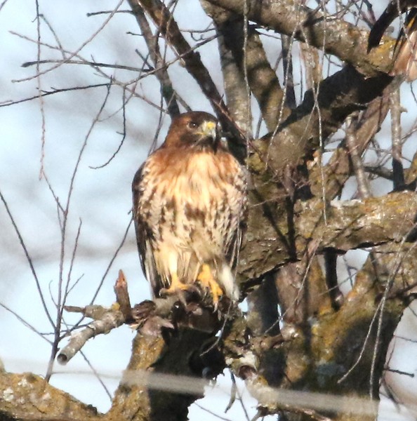 Red-tailed Hawk - ML46159701