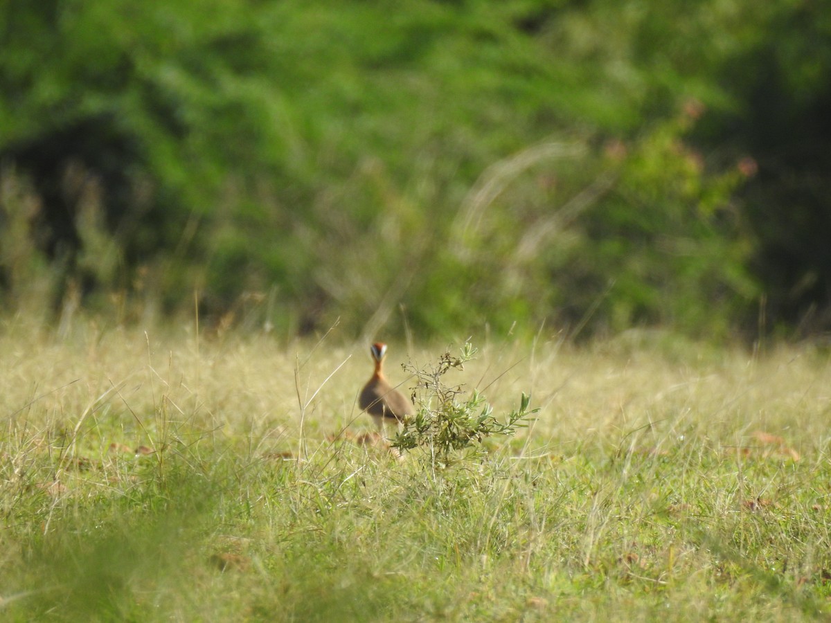 Indian Courser - ML461597061