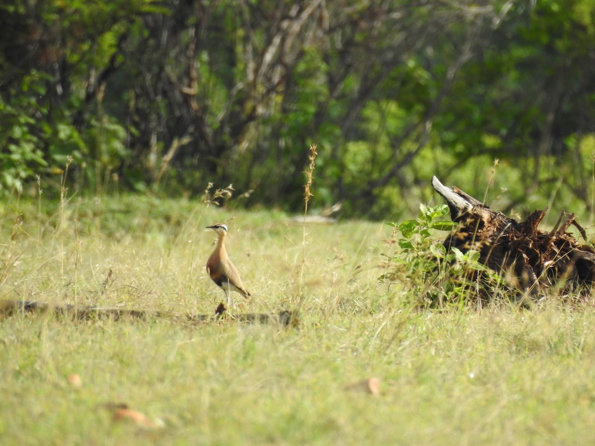Indian Courser - ML461597071