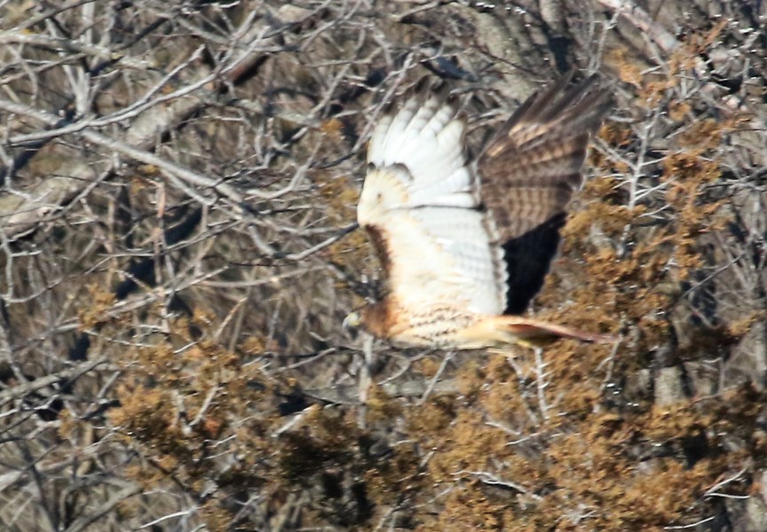 Red-tailed Hawk - ML46159741