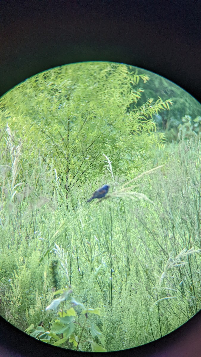 Blue Grosbeak - ML461597871
