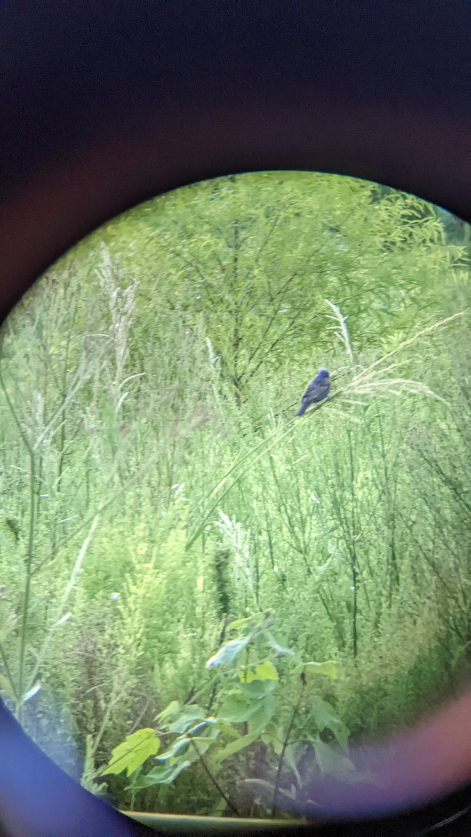 Blue Grosbeak - ML461597881