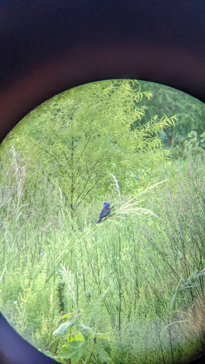 Blue Grosbeak - ML461597891