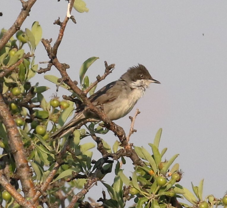 Fauvette orphéane - ML461598041