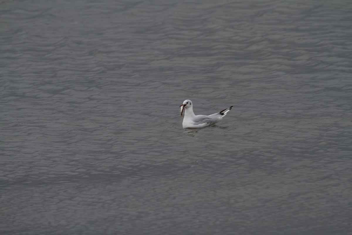 Mouette rieuse - ML461598471