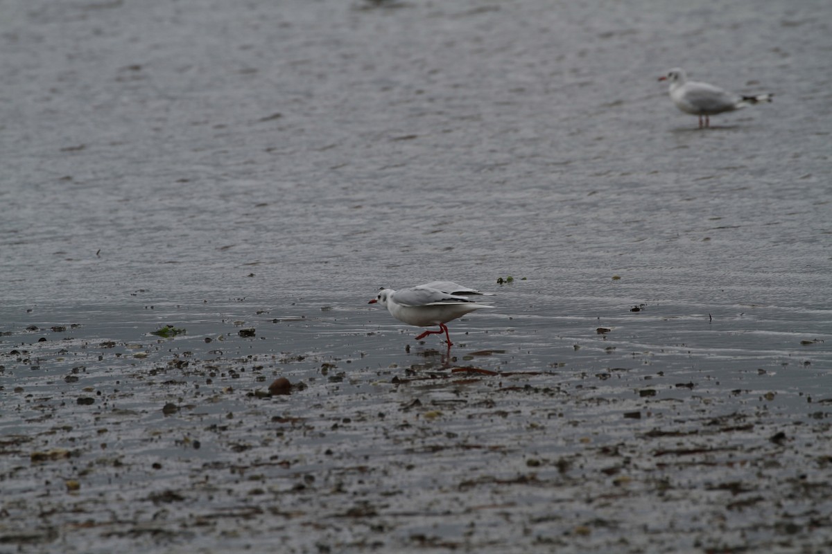 Mouette rieuse - ML461598481