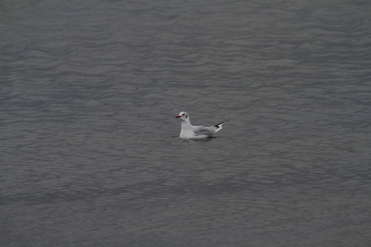 Black-headed Gull - ML461598491