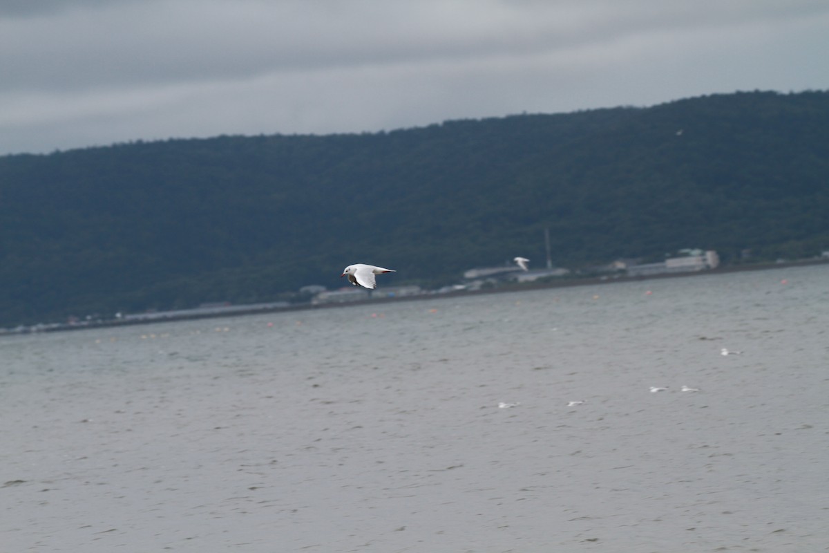 Black-headed Gull - ML461598501