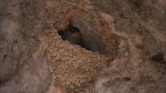 Пещерная ласточка [группа fulva] - ML461599