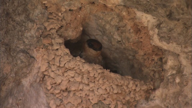 vlaštovka jeskynní [skupina fulva] - ML461600
