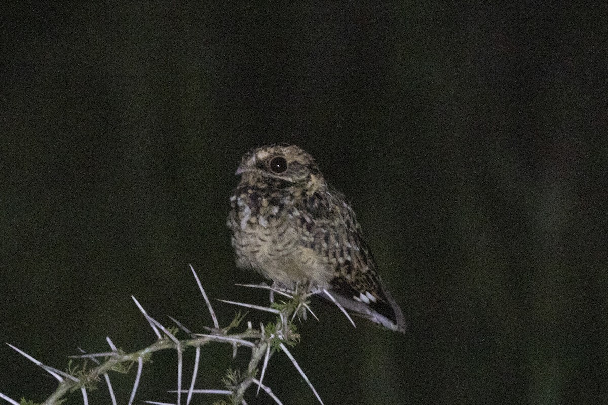 Swamp Nightjar - ML461600491