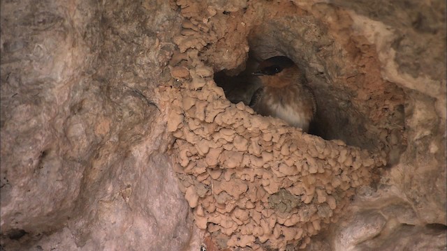 grottesvale (fulva gr.) - ML461601