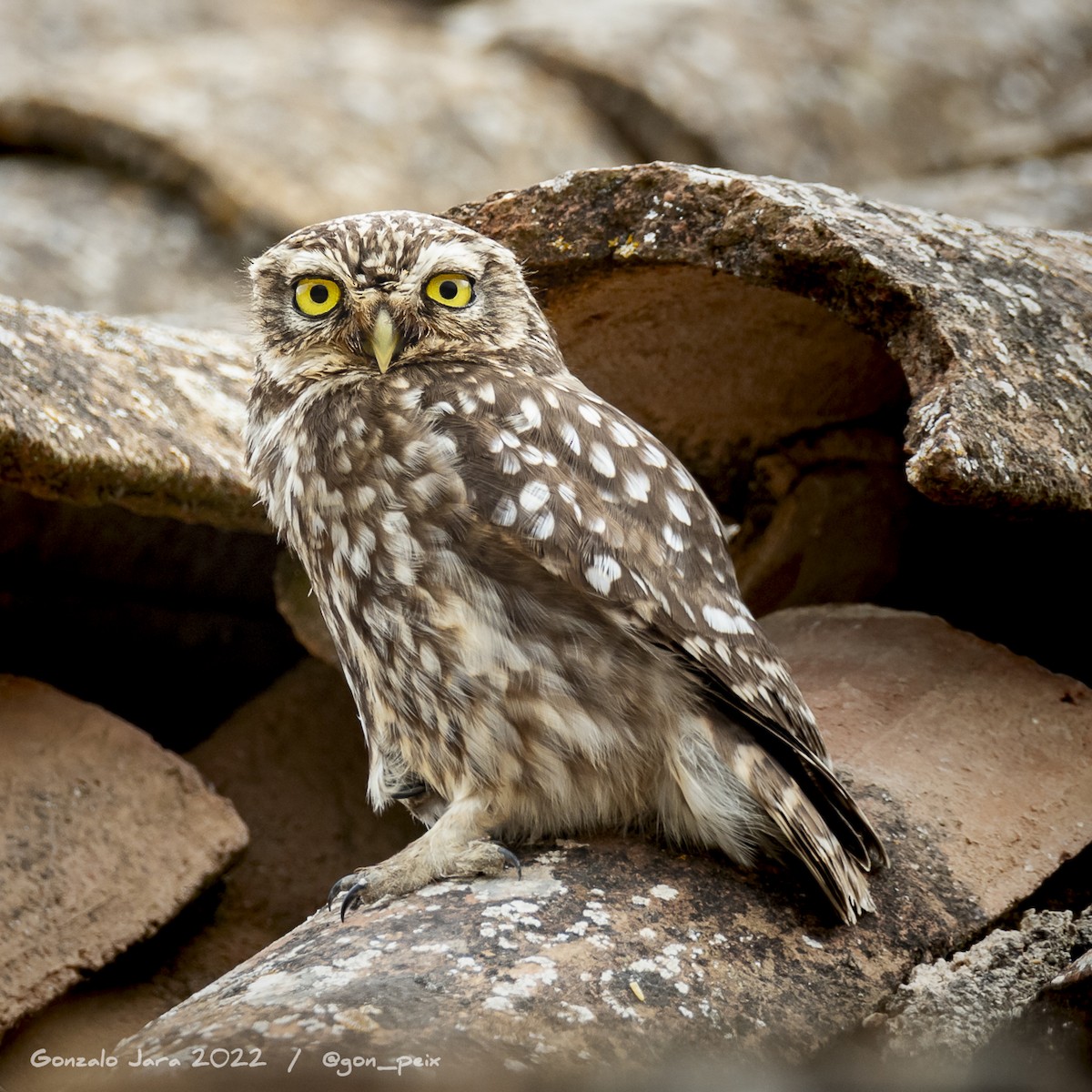 Little Owl - ML461602461