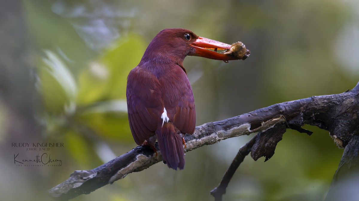 Ruddy Kingfisher - ML461602851