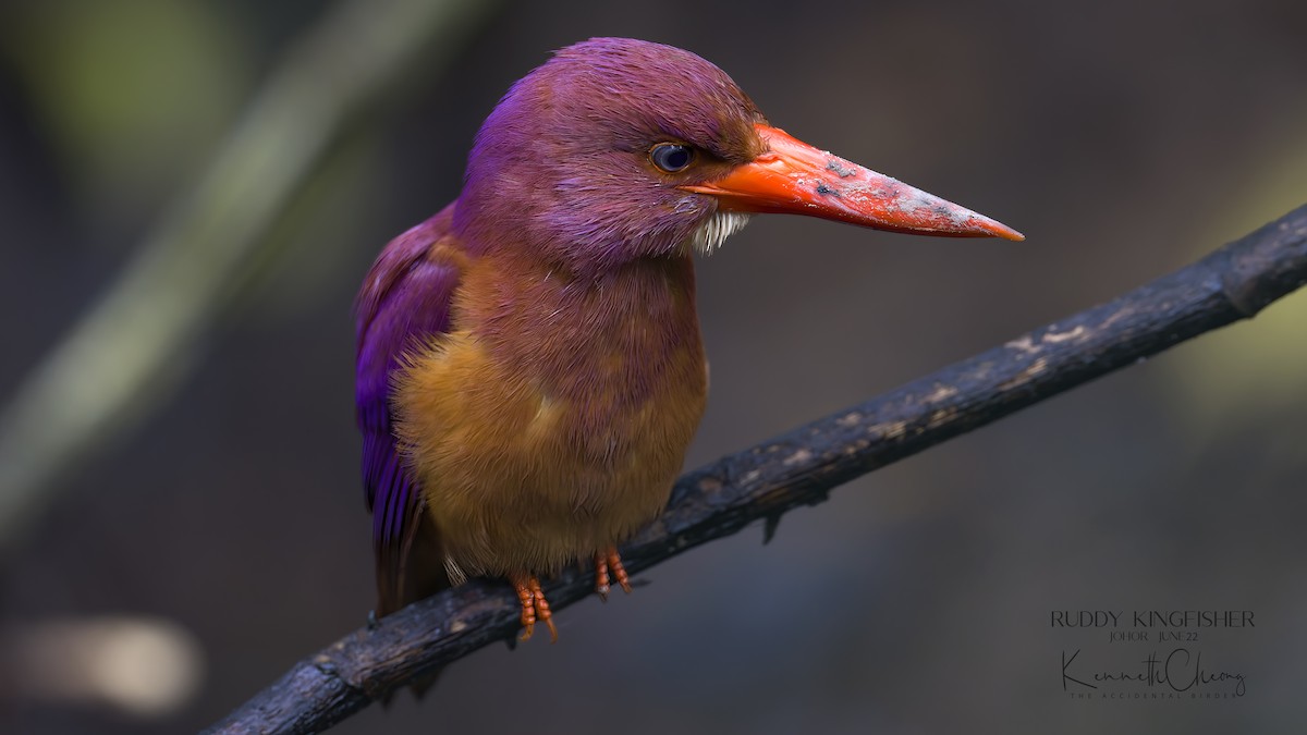 Ruddy Kingfisher - ML461602861