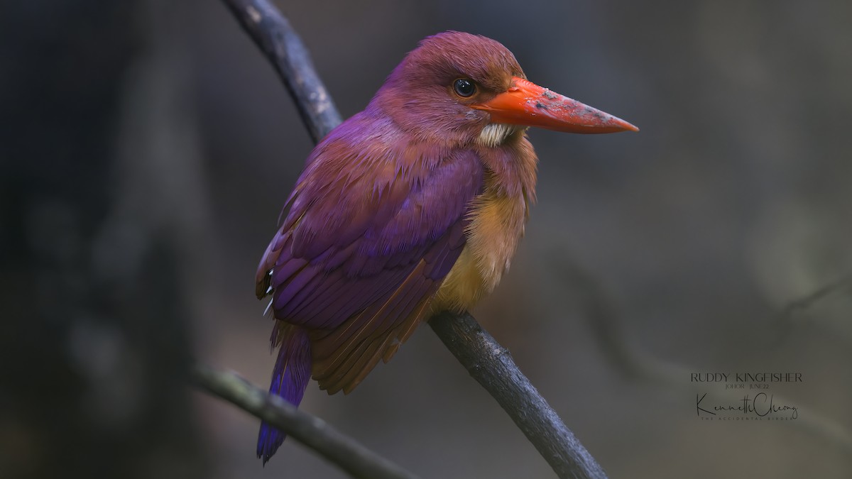 Ruddy Kingfisher - ML461602871