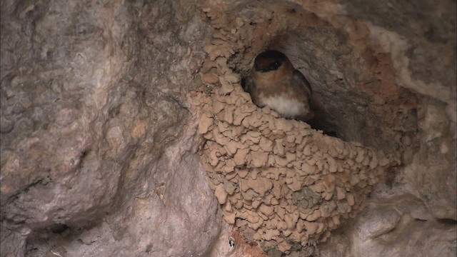 Golondrina Pueblera (grupo fulva) - ML461603